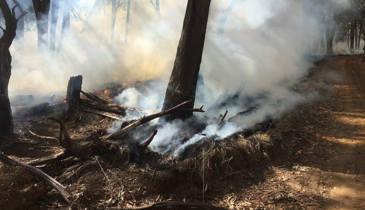 Declining Australian tree health is as big a problem as bushfires (commentary)