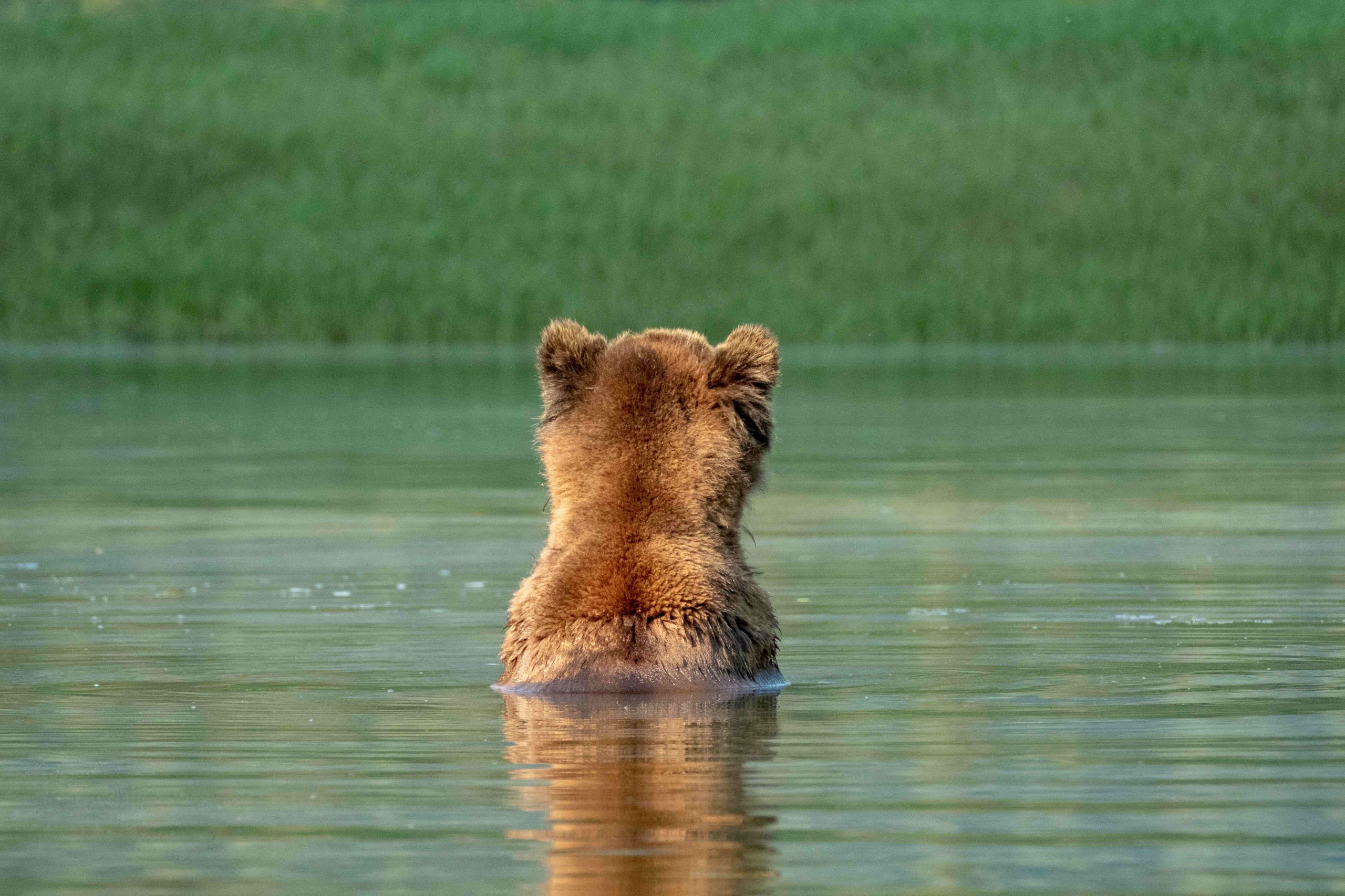 Demand for bear repellent spray soars in Estonia