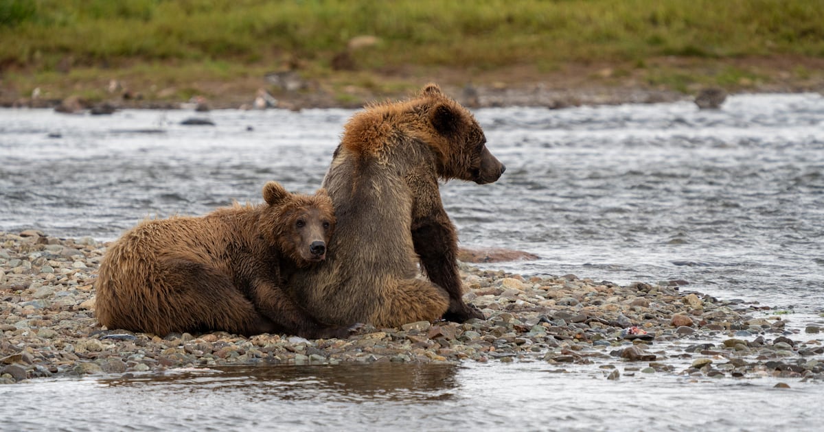 Environmental groups ask judge to pause Alaska’s bear cull program scheduled for this month
