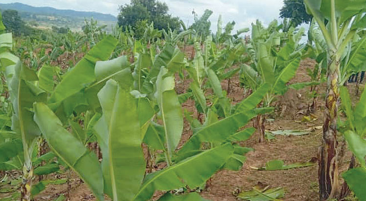 Farmers in Nkhata Bay told to grow drought tolerant crops