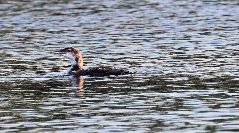 Five big wins for wildlife in Maine’s 2026 legislative session