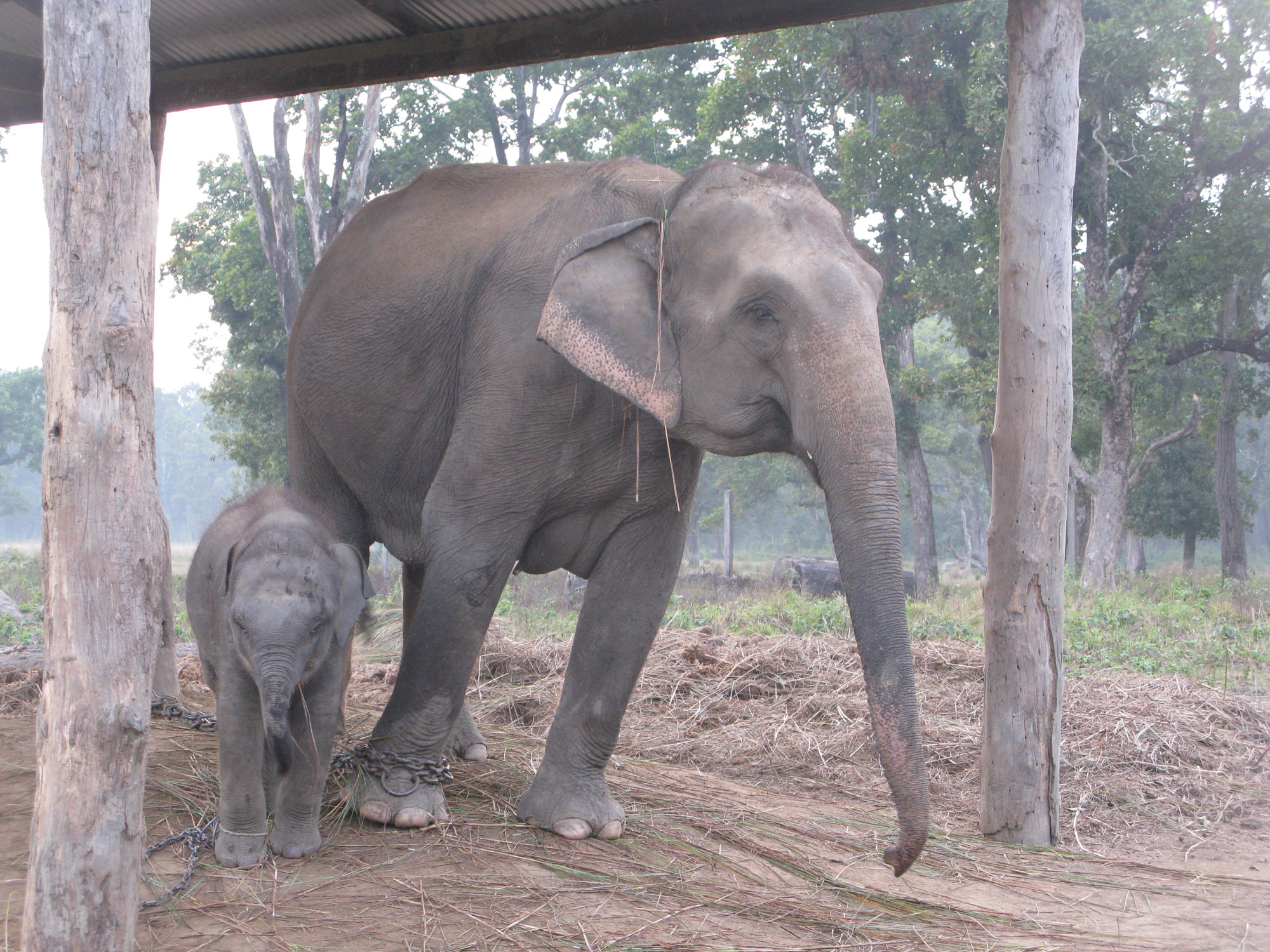 Four new calves at Elephant Breeding Centre this year