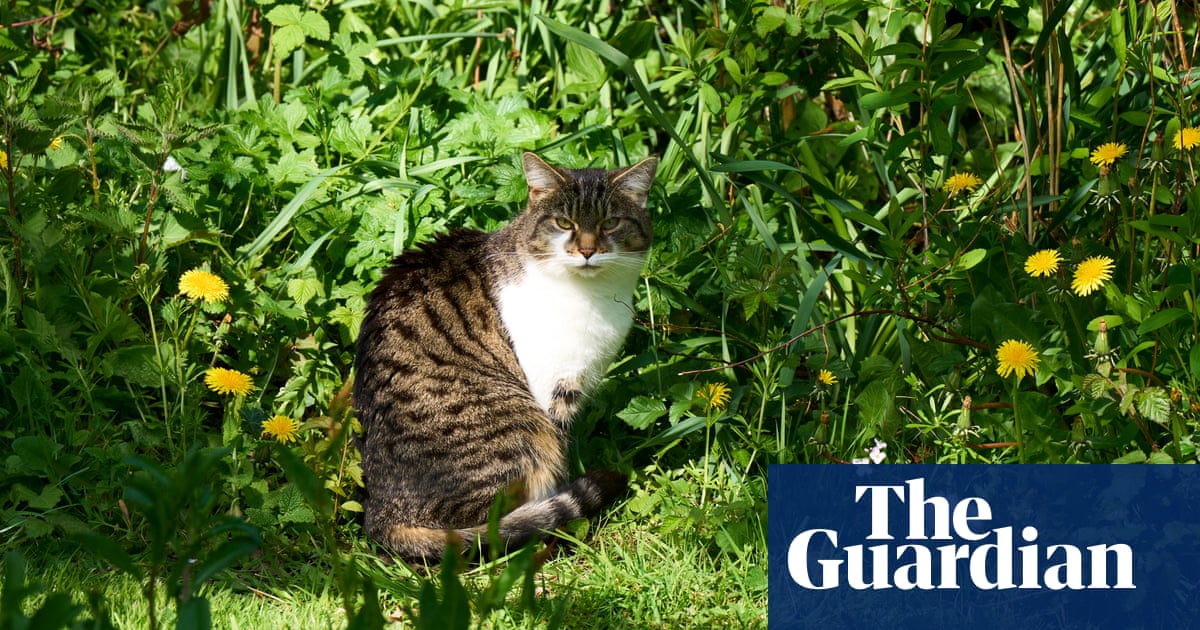 From neat lawns to wild havens: how No Mow May is transforming England’s gardens | Wild flowers