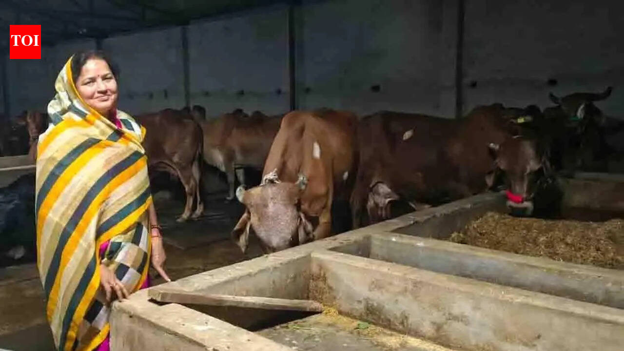 From six cows to 35: Prayagraj woman emerges as leading cattle breeder in region at 60 | Prayagraj News