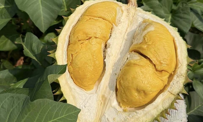 Fruit prices plunge as exports shrink