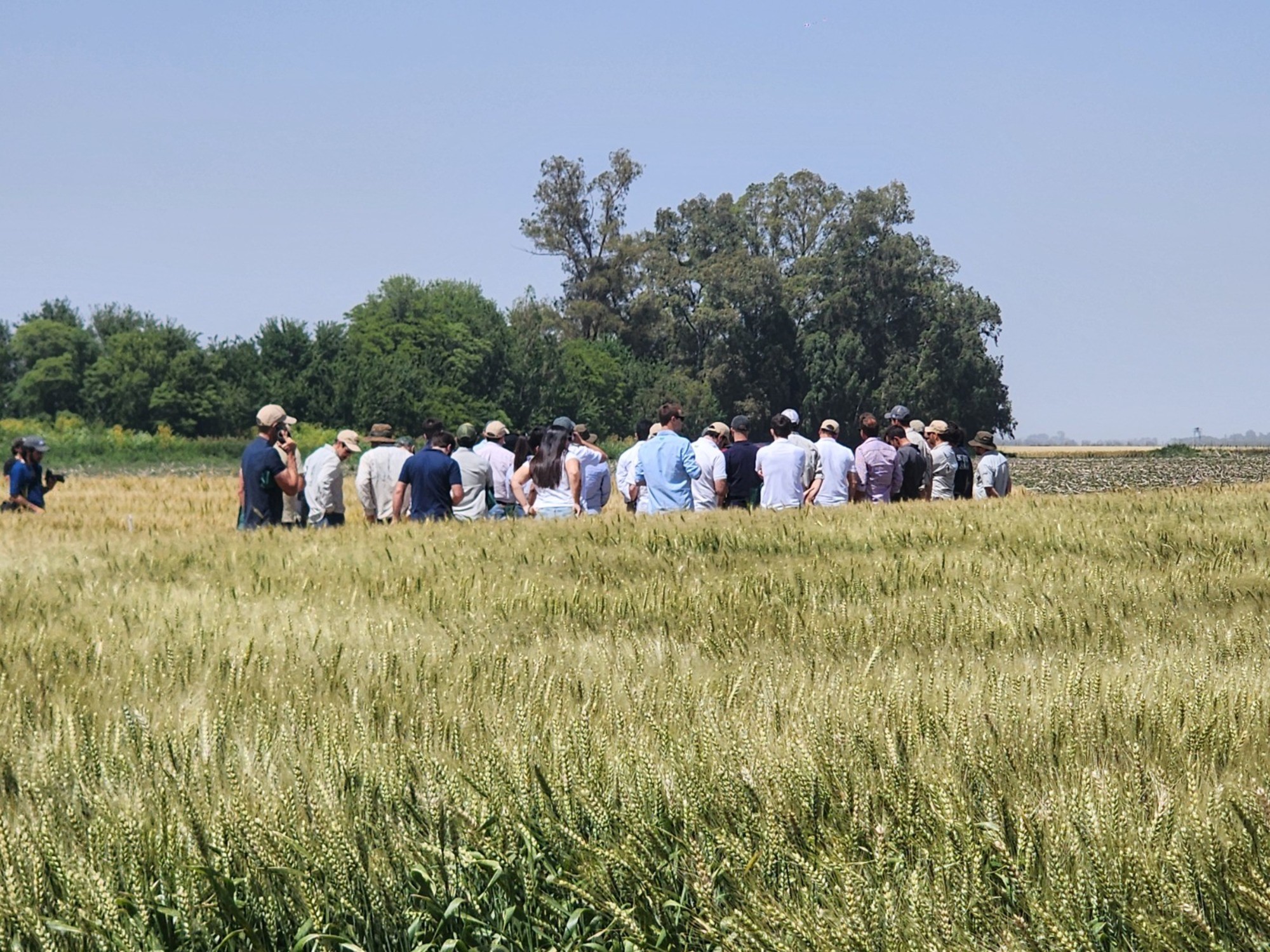 Genética de vanguardia en el epicentro del cultivo de trigo en Mar del Plata