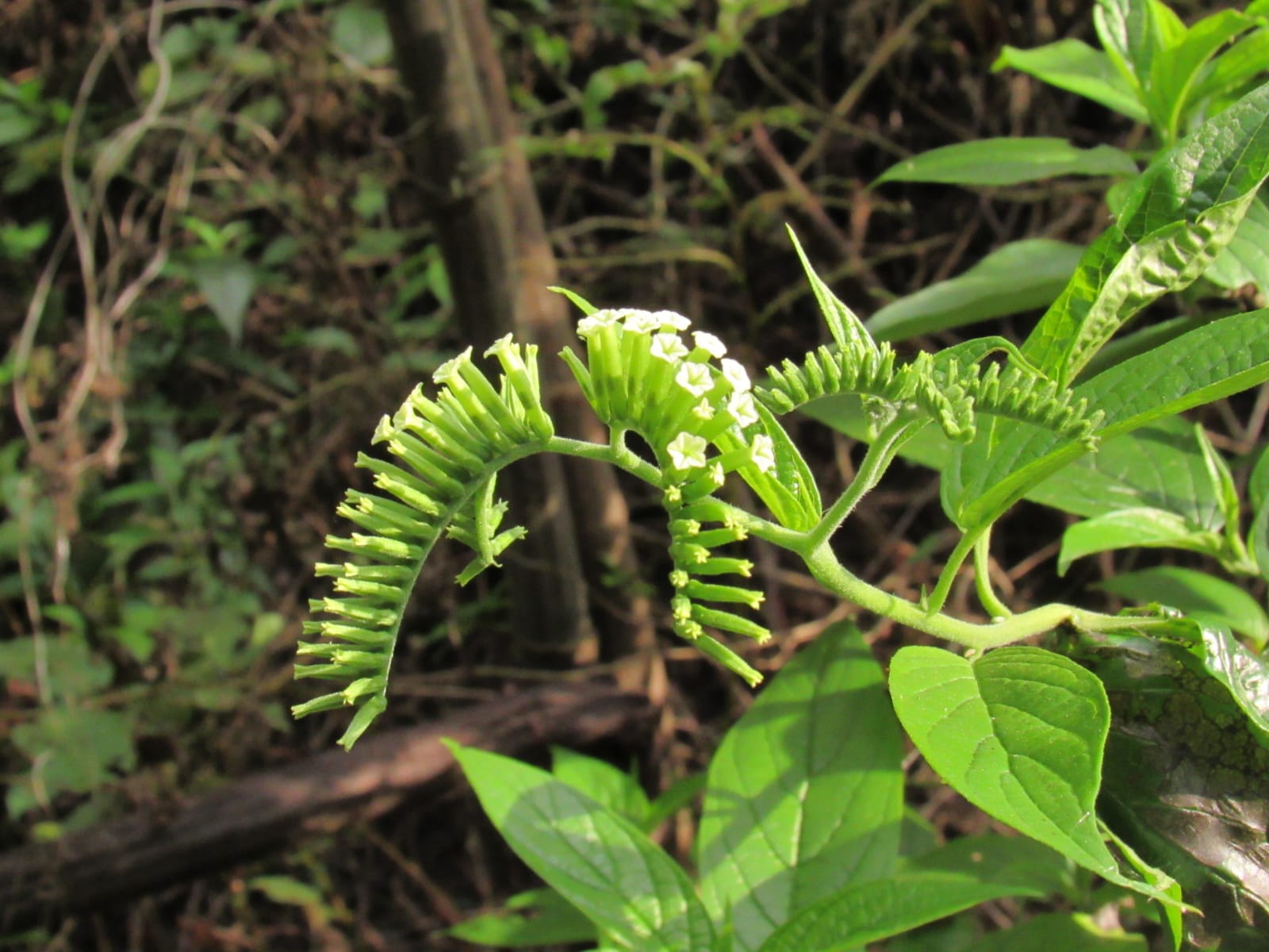 How a rare flowering plant connects Assam to Andaman & Nicobar