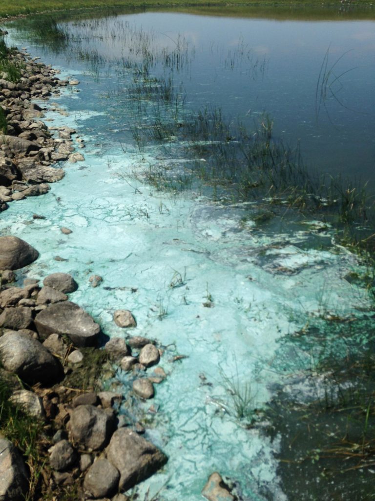 How to Identify and Avoid Blue-Green Algae