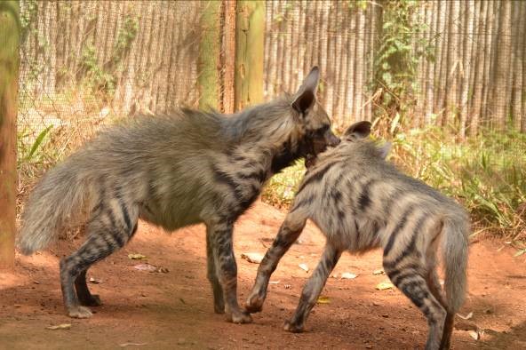 How to react to a hyena in a residential area