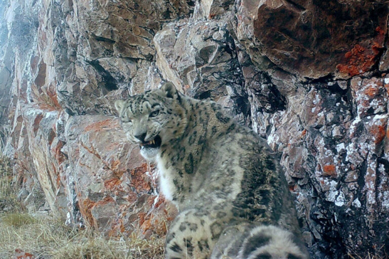 In Kyrgyzstan, a climate-ready corridor gives snow leopards and herders room to roam