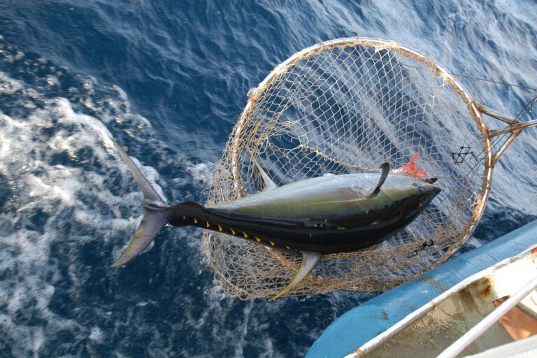 Indian Ocean tuna regulator eases yellowfin fishing curbs amid sustainability concerns