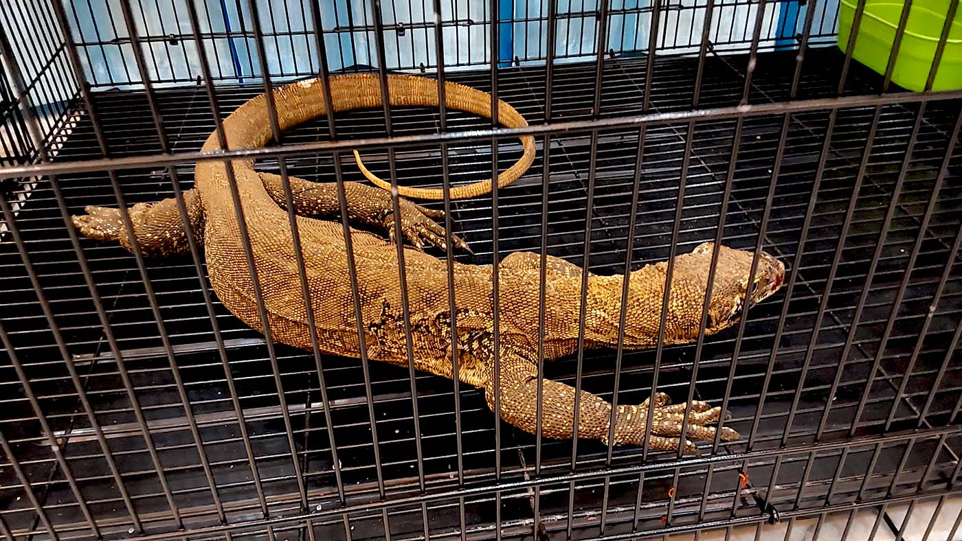 Indonesia busts wildlife trafficking ring targeting Komodo dragons