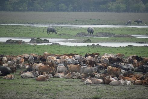 Infected grazing cattle put Pobitora Rhinos under new threat: Study