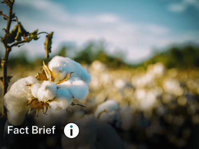Is about 80% of the cotton and 40% of the winter wheat raised in the United States exported?