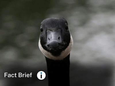 Is it illegal to take native goose eggs?