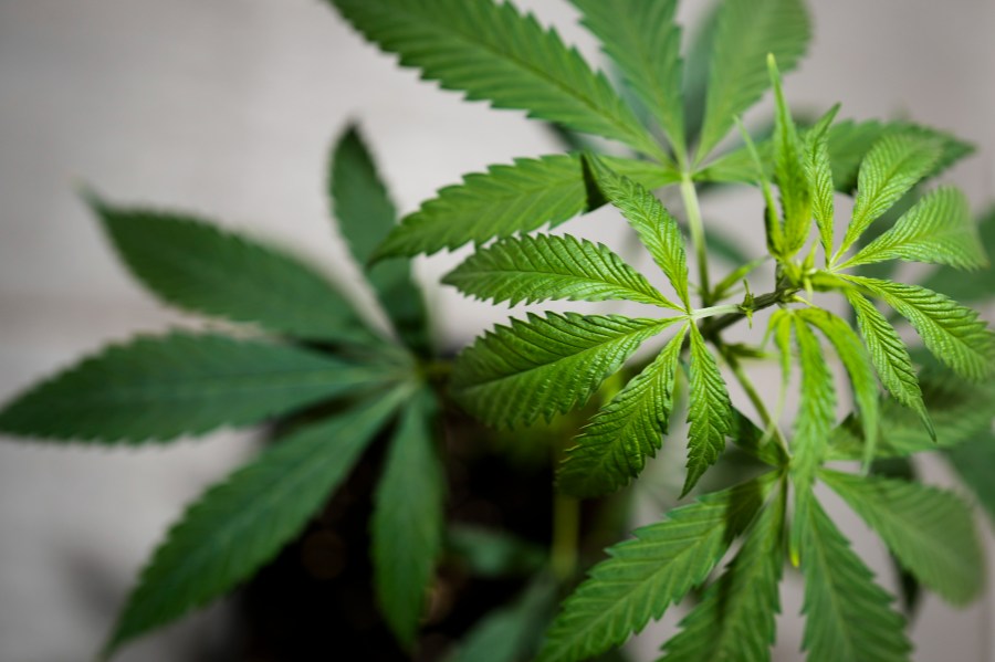 Judge bars DSHS from enforcing new hemp rules, sets late July trial date