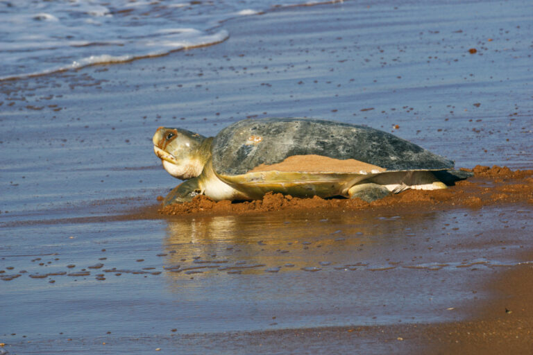 Karajarri celebrate Australia’s first ‘Sea Country’ Indigenous Protected Area