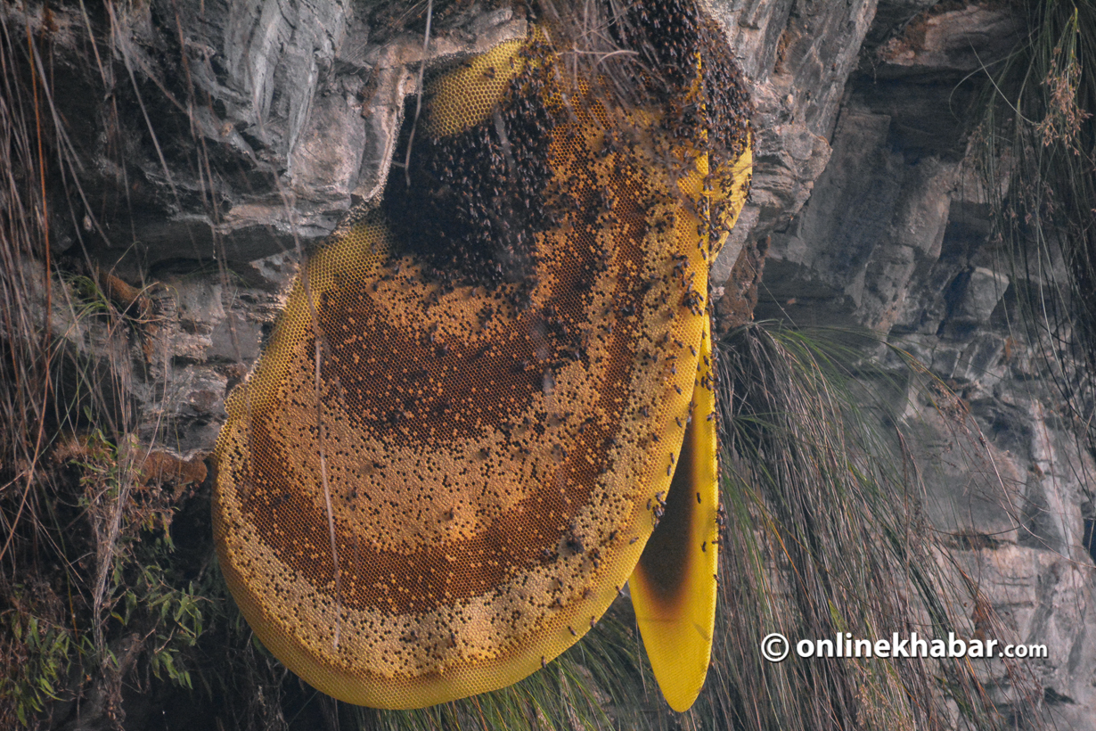 Khotang all set for Honey Hunting Festival