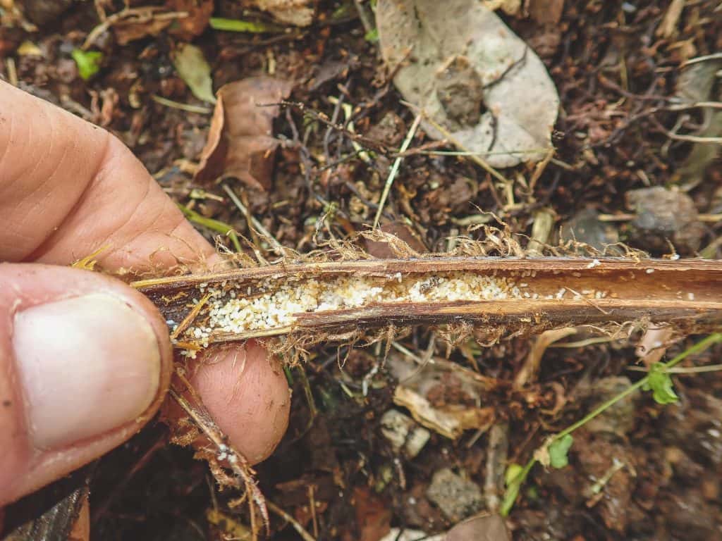 Land Grant seeks public's help in controlling little fire ants