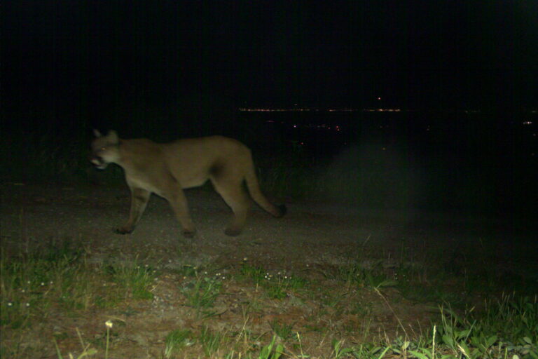 Light pollution reshapes predator-prey dynamics at California’s urban edge, study finds