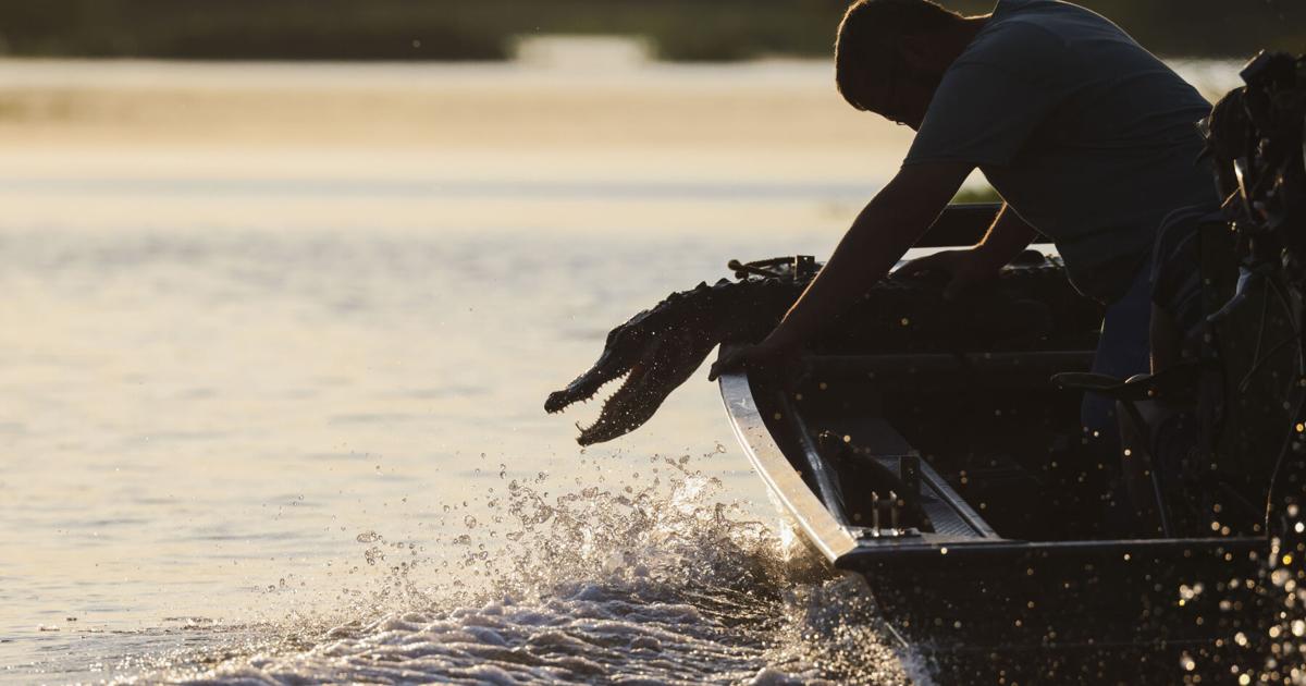 Louisiana alligator hunting set for a big expansion | Environment
