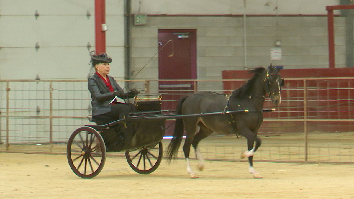 Miniature Horse Show at the Eastern Idaho State Fairgrounds - LocalNews8.com