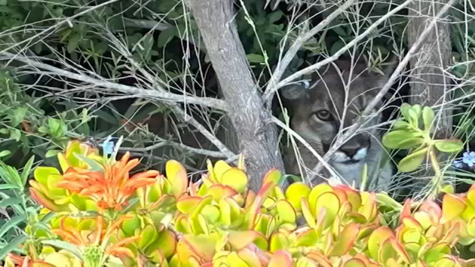 Mountain lion spotted in Pasadena backyard near schools and park