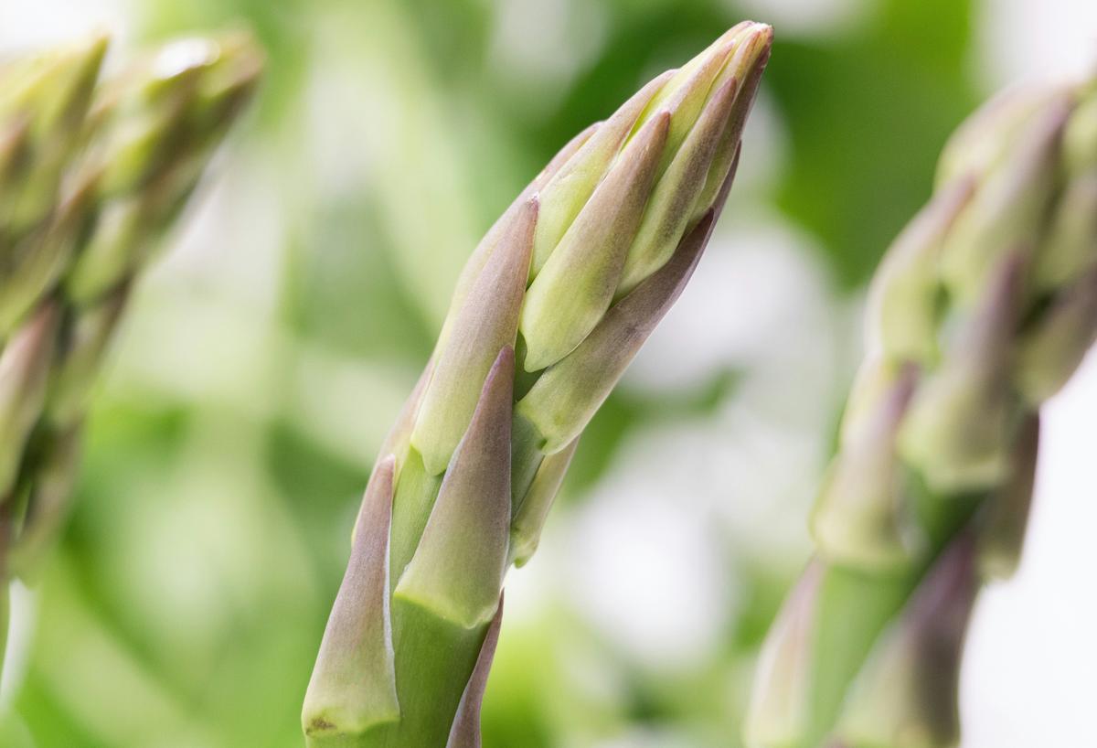Mullica Hill Asparagus Festival Is Set For May 16th In New Jersey