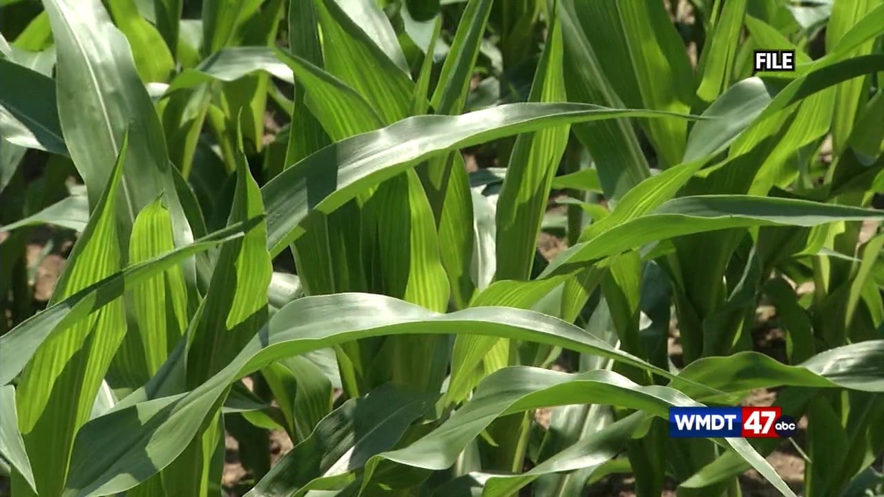 Natural disasters increasingly impact nation's food supply