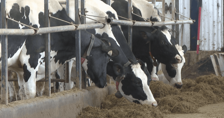New Brunswick delays phase-out of equine vet program - New Brunswick