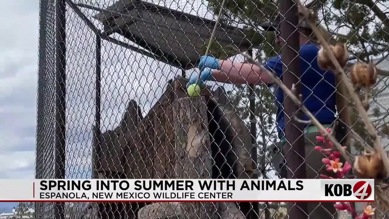New Mexico Wildlife Center kicks off summer with look at rare animals