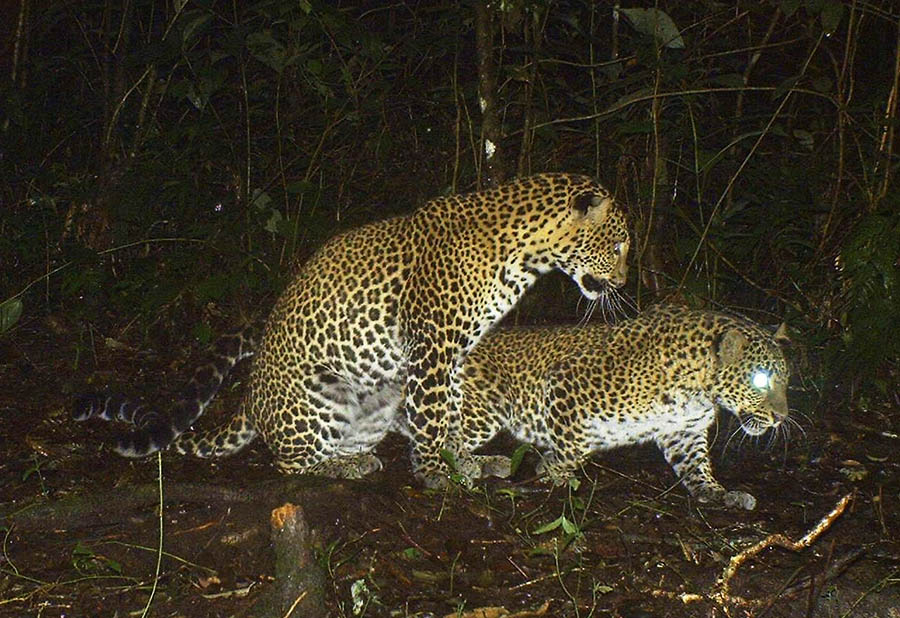 New study explores how reforestation could help Java's leopards survive
