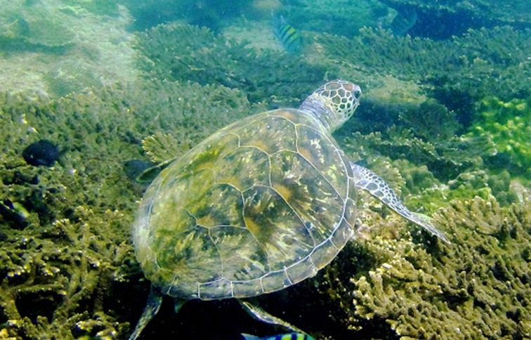 Oman intensifies efforts to protect sea turtles