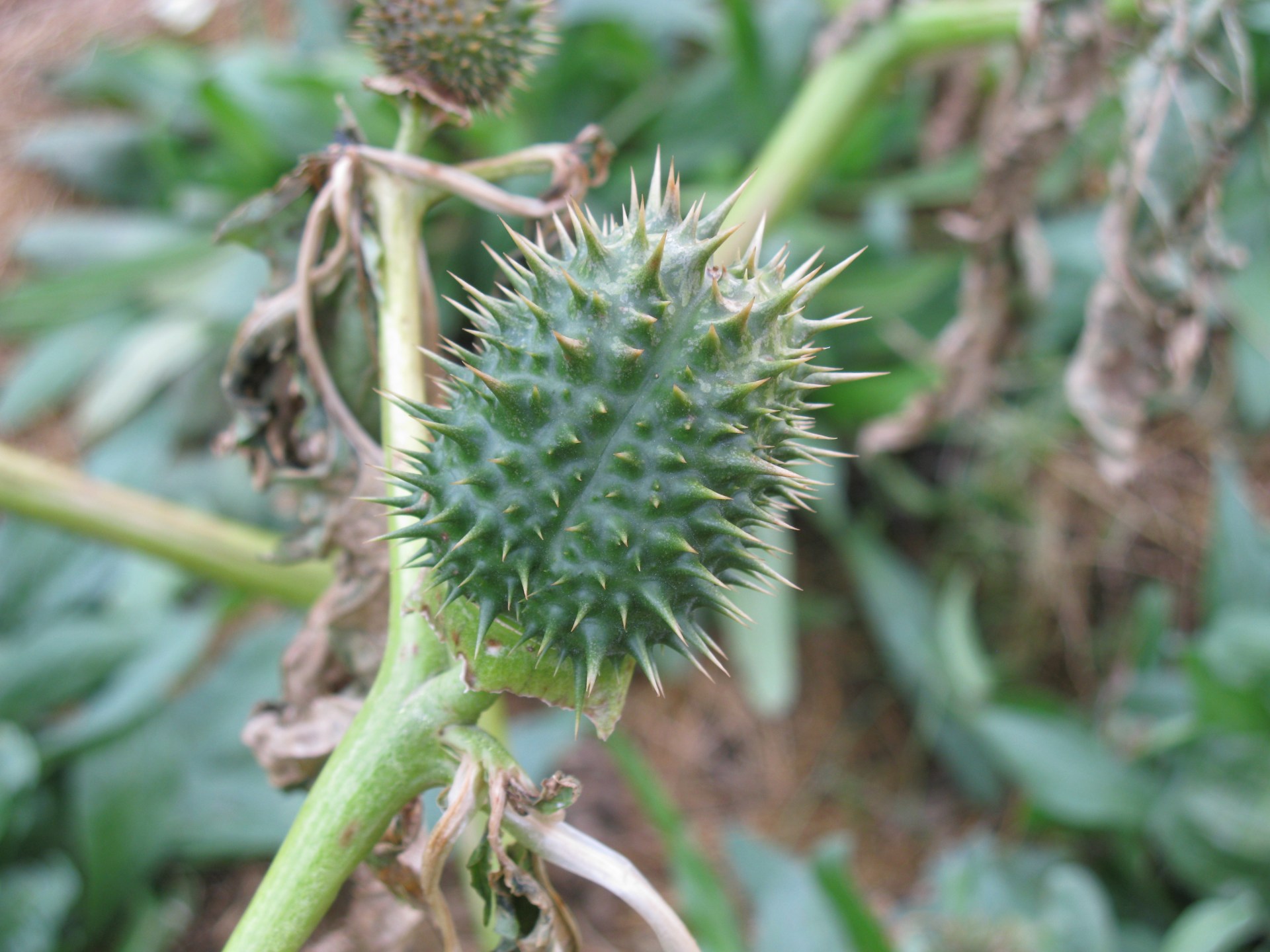 Poisonous invasion: What is the ‘devil’s trumpet’ harming crops in Iraq? | Agriculture News