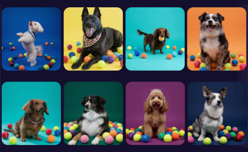 Pooch Playoffs: Pups Compete for a Crown and a Good Cause