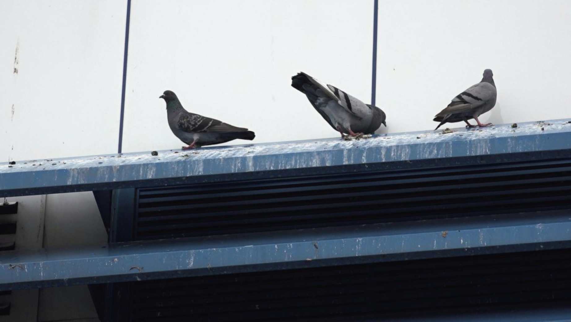 Prague considers contraception to reduce pigeon numbers