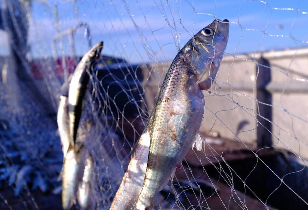 Michael Duby was sentenced to 10 years, fined $20,000 and ordered to forfeit his commercial fishing vessel after being convicted of numerous commercial fishing offenses. (Black Press Media file photo)
