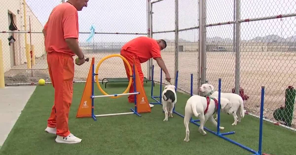 Rescued dogs and inmates find second chances at Lewis Prison