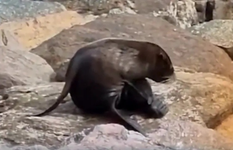 Resting on the Shores of Taboga Island Panama, Residents Spotted a Sea Lion