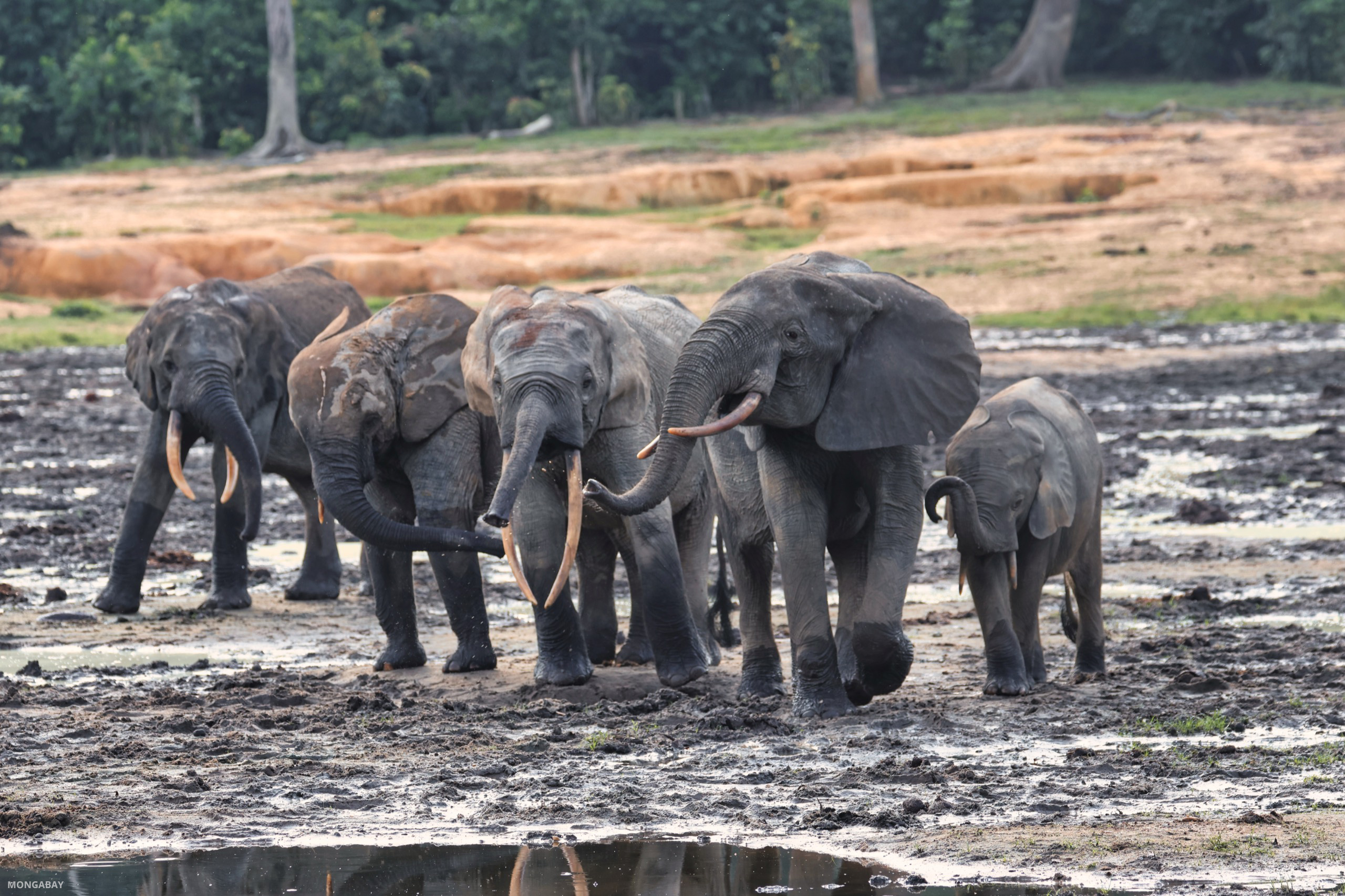 Rethinking conservation through elephants’ sense of time and memory