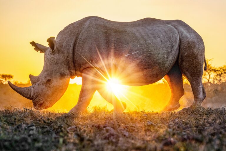 Rhino-poaching suspect, repeatedly freed on bail, shot dead in South Africa