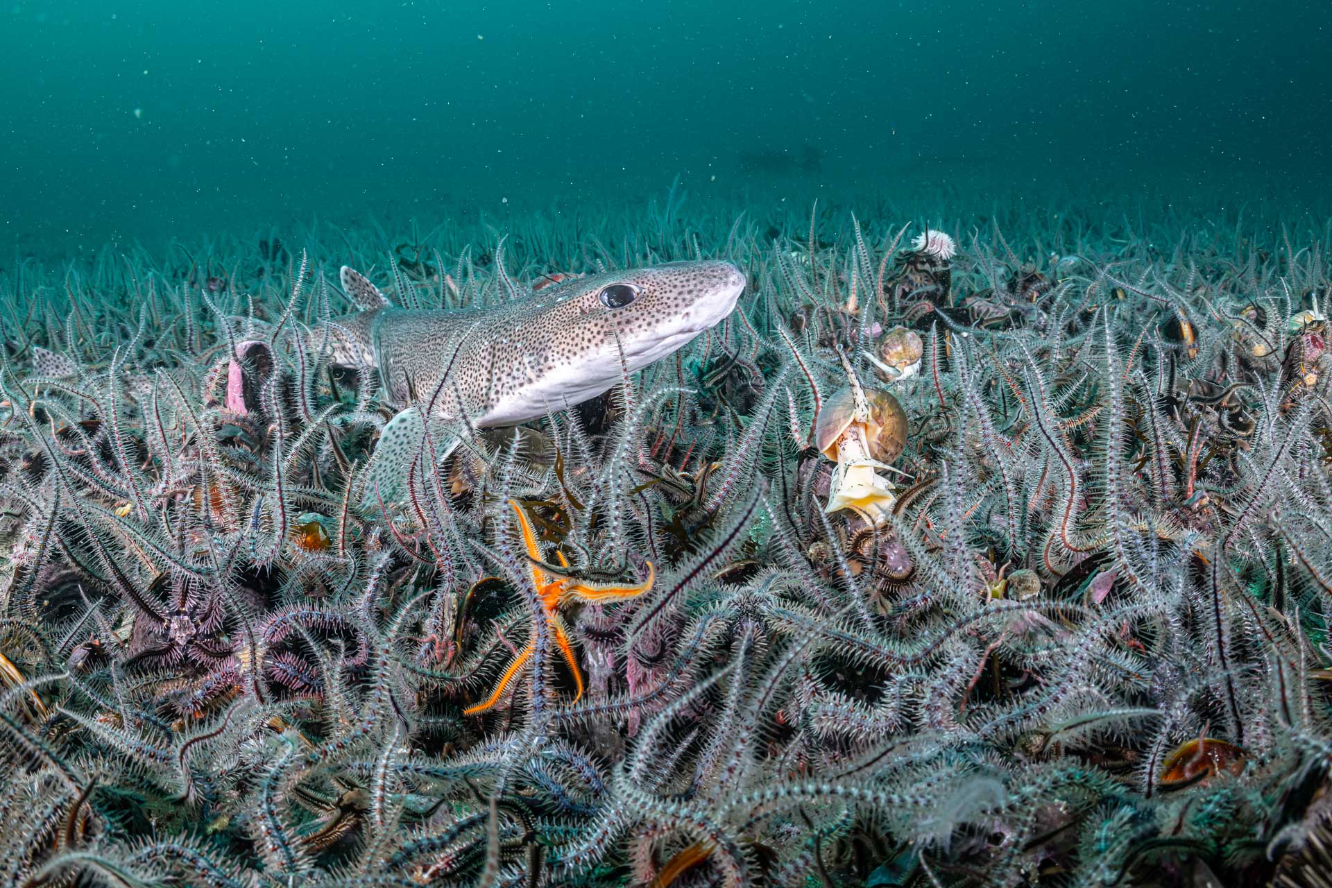 Seabed life triples after bottom trawling ban in Scotland protected area