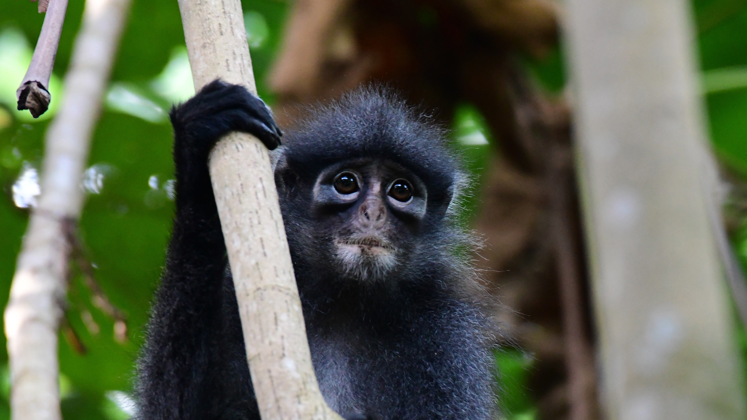 Singapore’s population of Raffles’ banded langur has doubled
