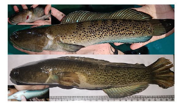 Snakehead bred in captivity for first time