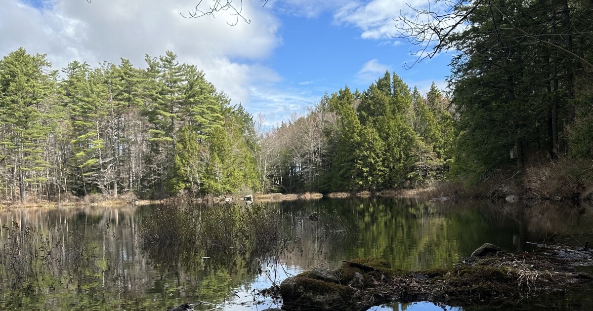 Something Wild: Micro-exploring the SuperSanctuary