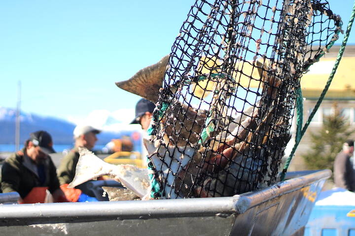 A crane lowers a bag of halibut from the Oracle to a Homer dock. (Nathaniel Herz/Northern Journal)