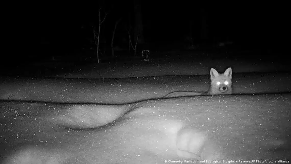 Strange Happenings with the Animals of Chernobyl