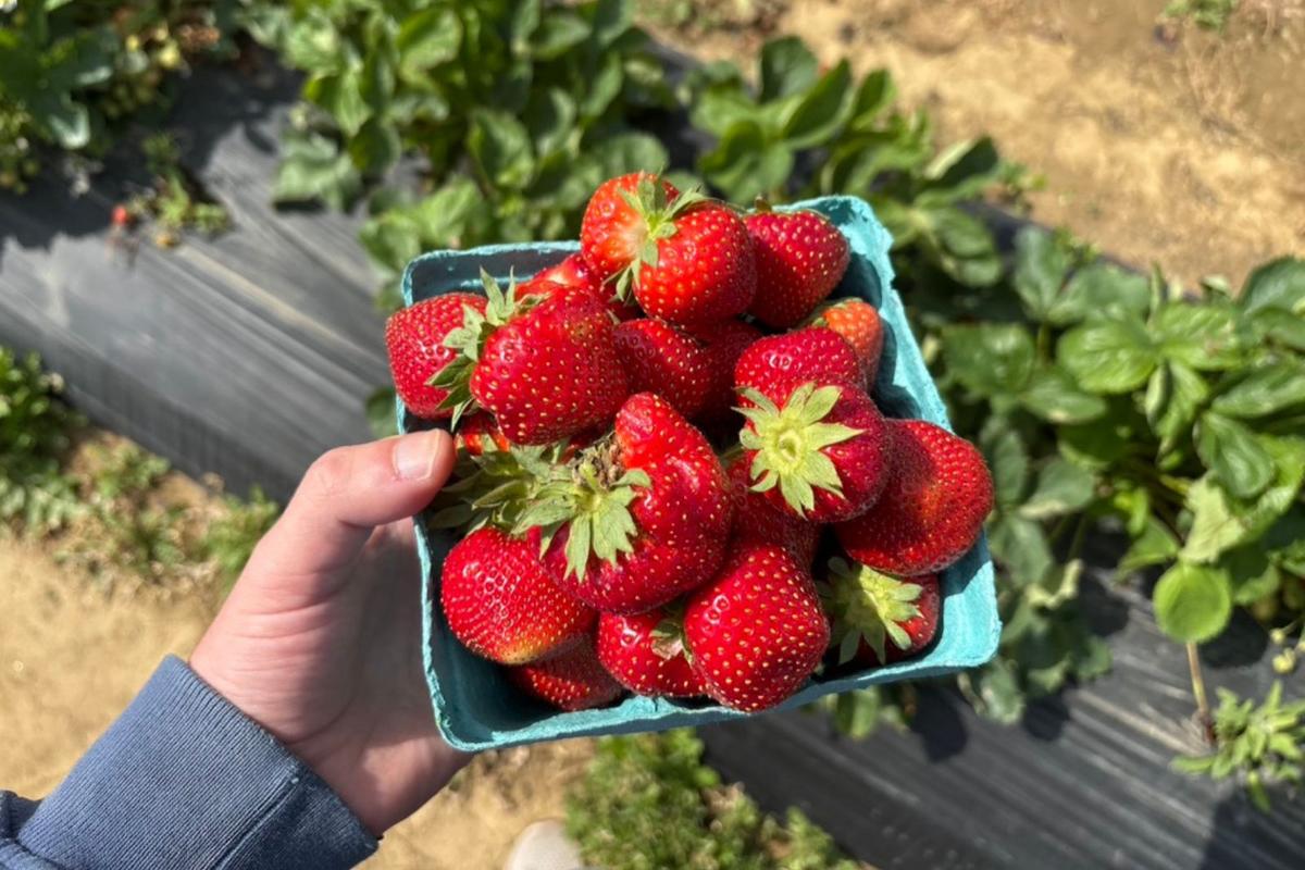 Strawberry picking season is back in New Jersey
