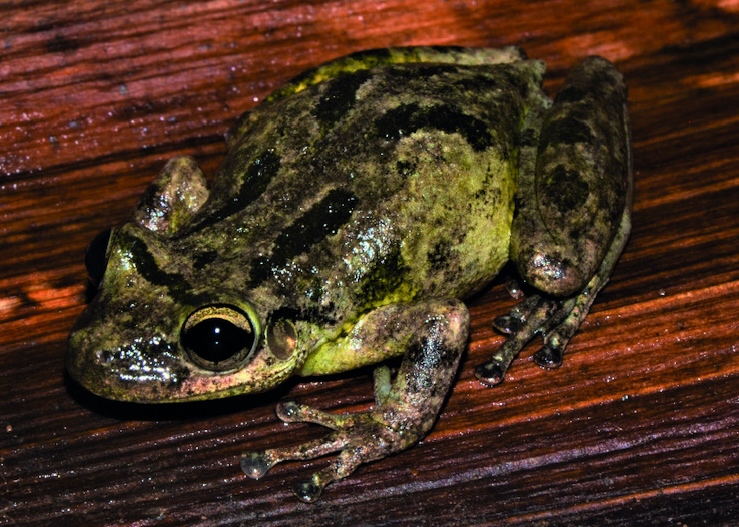 Study finds microplastics in tadpoles in the Amazon for the first time