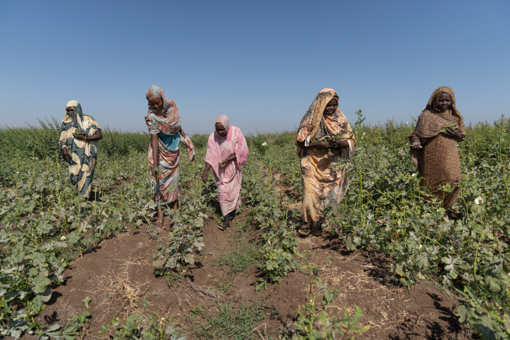 Sudan farmers face debtors’ jail after failed winter season